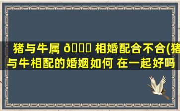 猪与牛属 🕊 相婚配合不合(猪与牛相配的婚姻如何 在一起好吗)